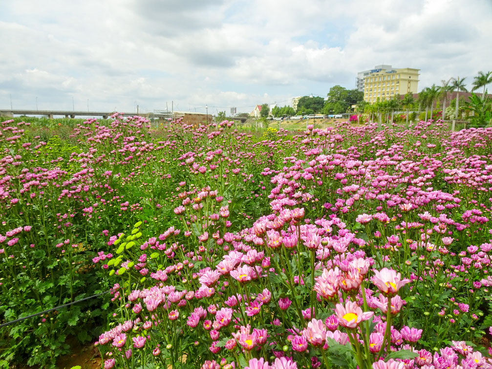 Vườn hoa bên sông Đăk Bla Kon Tum | Điểm chụp ảnh tết 2020